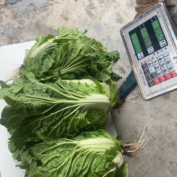 大白菜净菜大小车随到随装