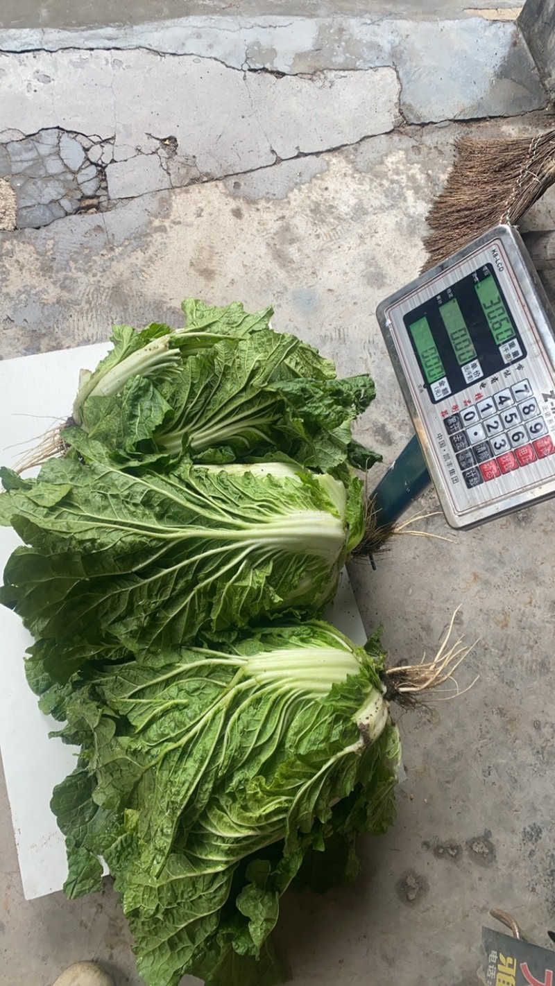 大白菜净菜大小车随到随装
