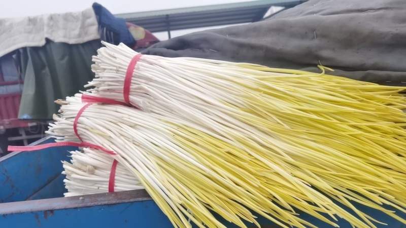 精品蒜黄大量有货，一手货源，，质量保证。