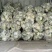 《热卖推荐》滑县有机花菜，产地直发，品质保证，大量供应