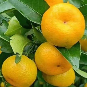 四川高山蜜桔一手货源，果子口感好，表皮颜值高，价格美丽，