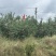 山东基地直供金秋蜜桃大量上市产地一手货源支持视频