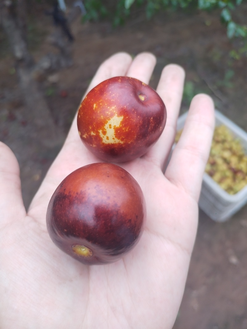 沾化冬枣