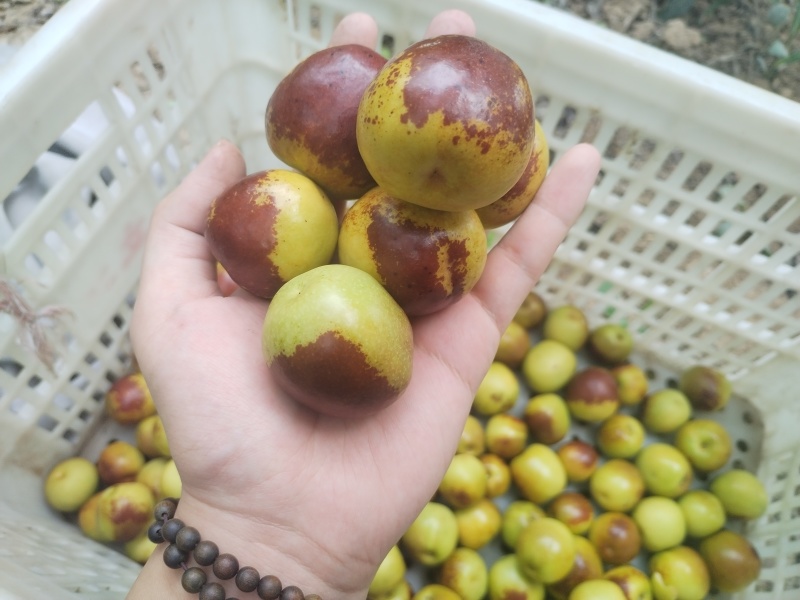 沾化冬枣