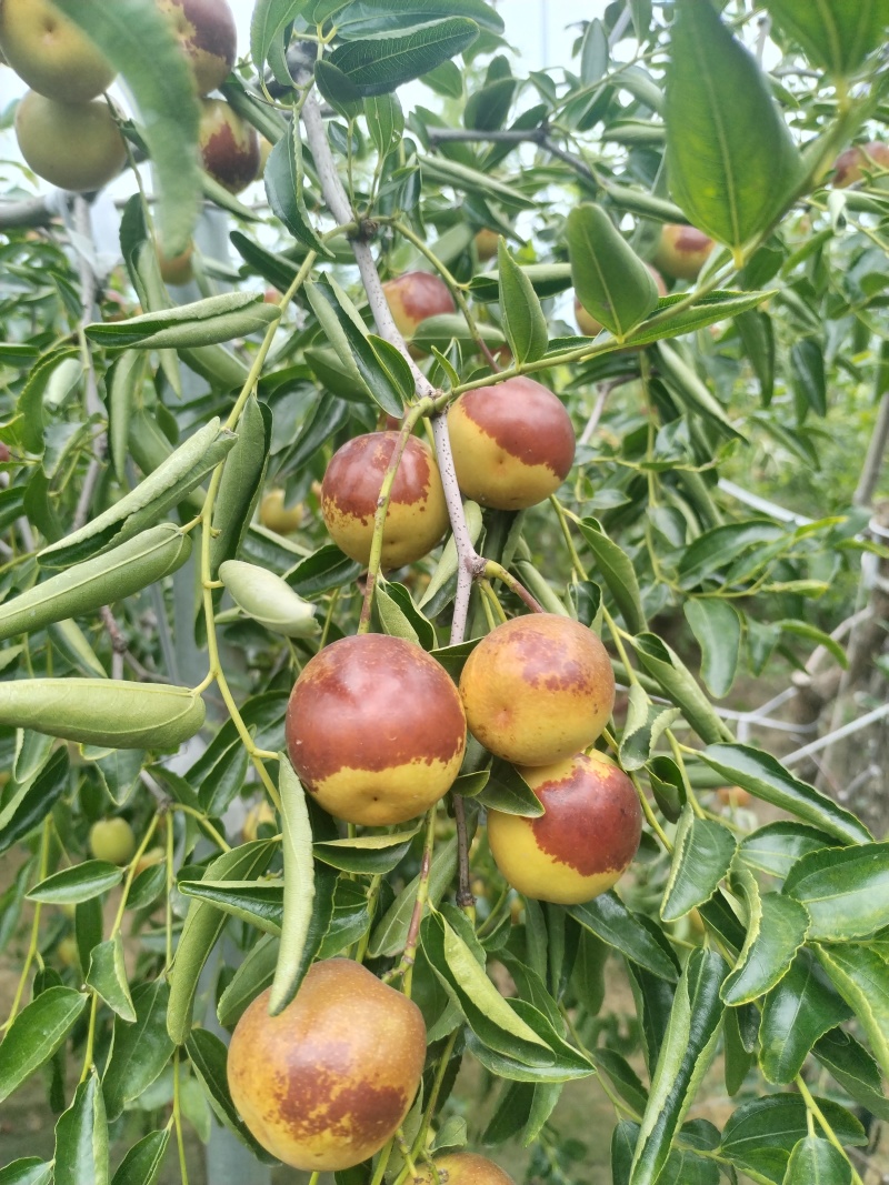 沾化冬枣