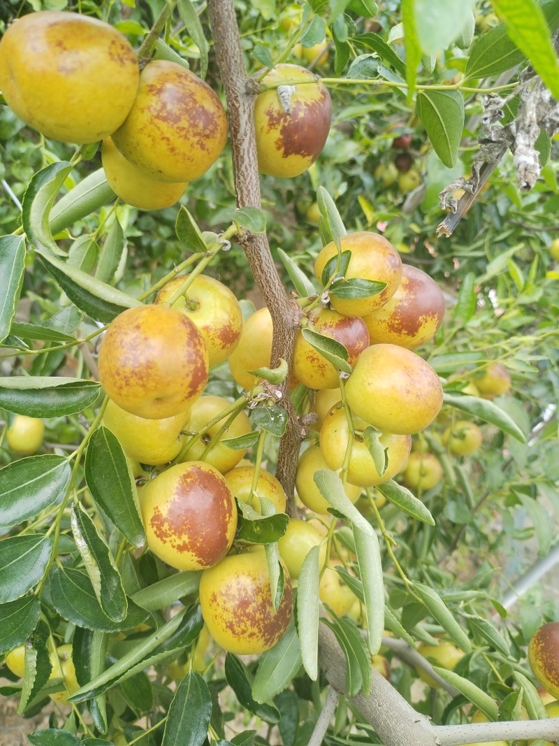 沾化冬枣