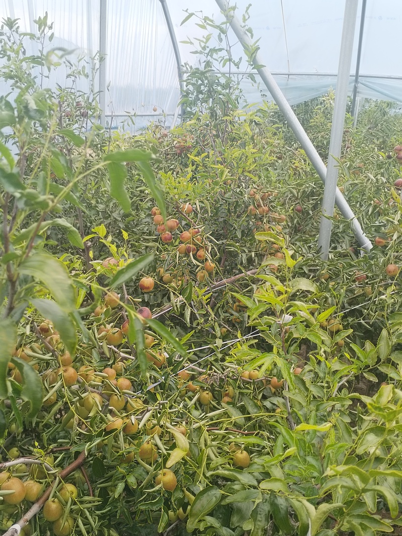沾化冬枣