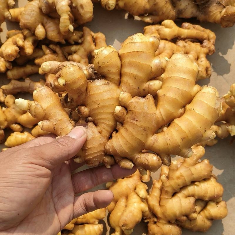 贵州小黄姜/产地直供/坏烂包赔【加工厂/电商货/市场货】