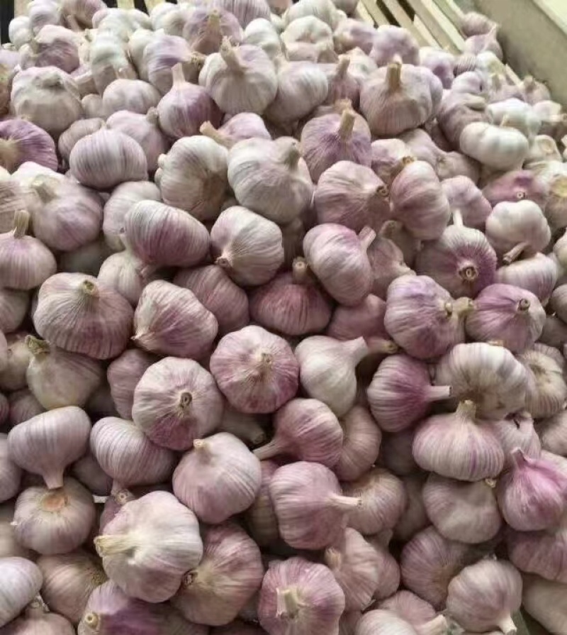 新干紫皮大蒜（坏烂包赔出口品质）紫皮蒜山东大蒜