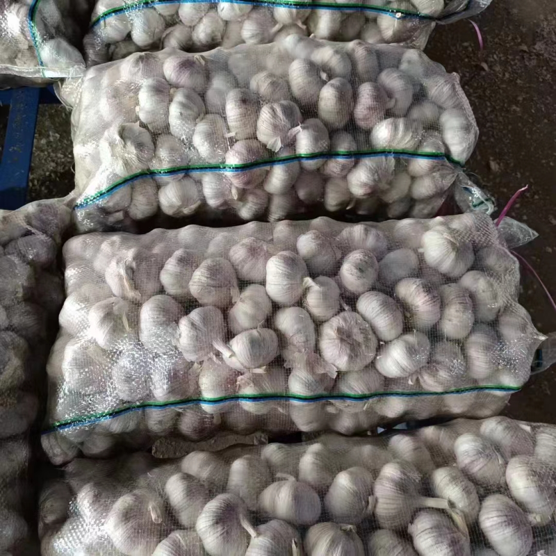新干紫皮大蒜（坏烂包赔出口品质）紫皮蒜山东大蒜