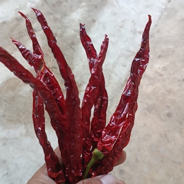 精品二荆条干货