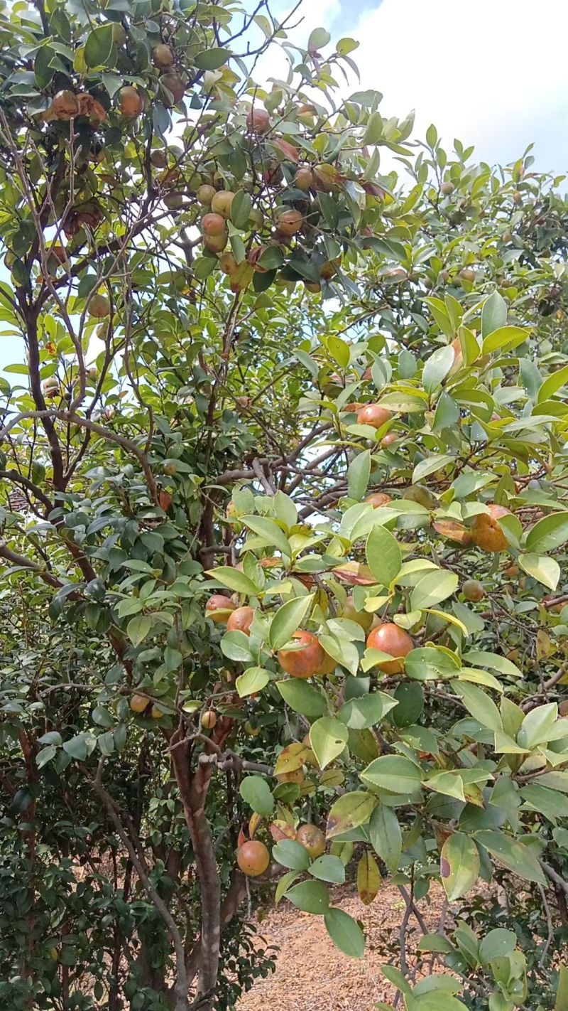 山茶籽