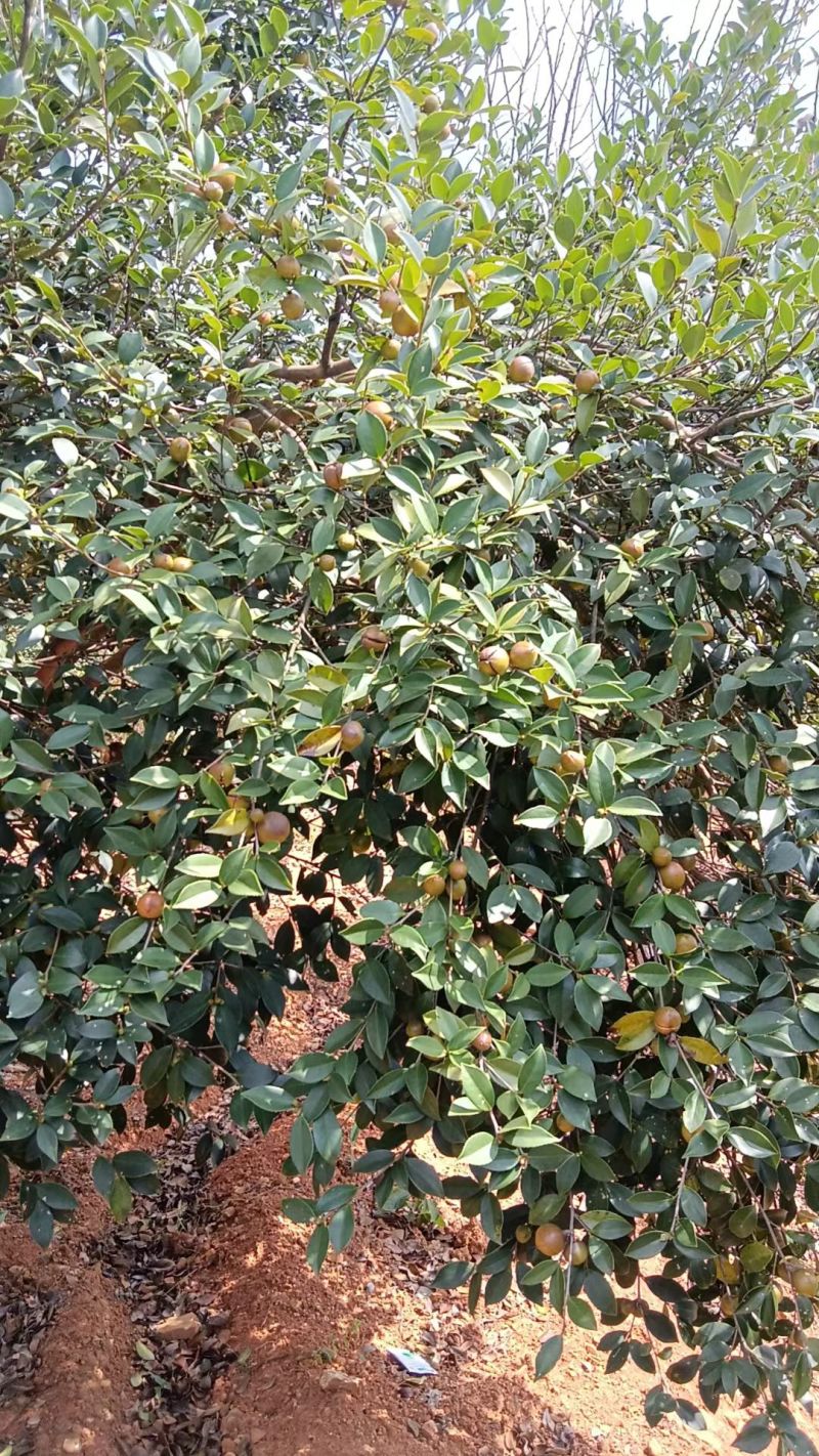 山茶籽