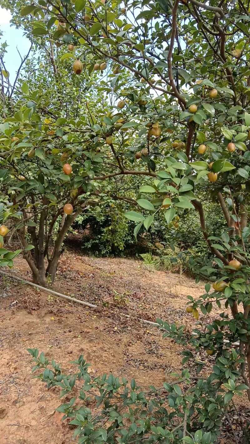 山茶籽