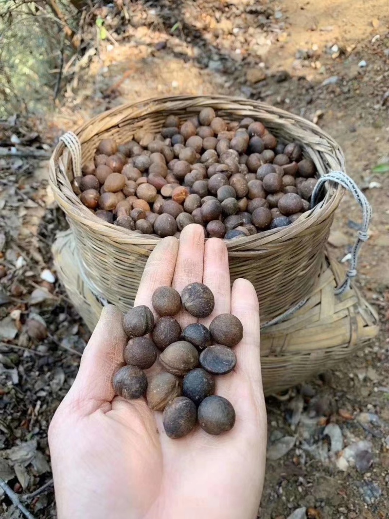 山茶籽