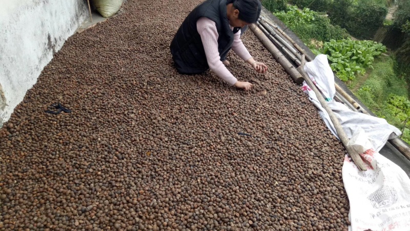 山茶籽