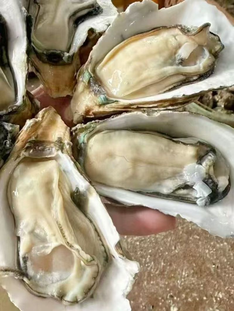 台山白蚝生长在台山市的黄茅海海域，一件代发。