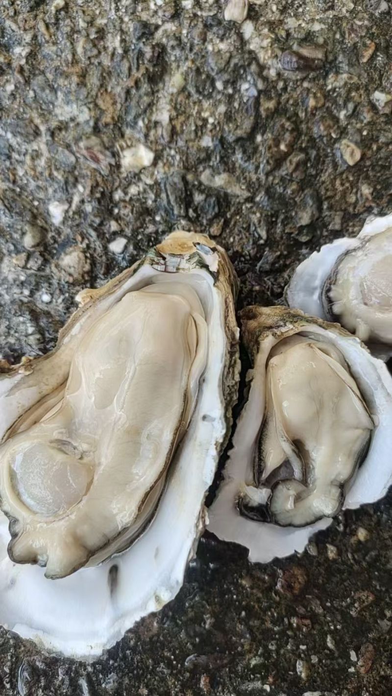 台山白蚝生长在台山市的黄茅海海域，一件代发。