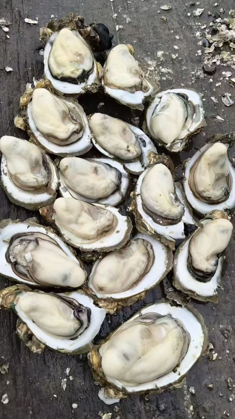 台山白蚝生长在台山市的黄茅海海域，一件代发。