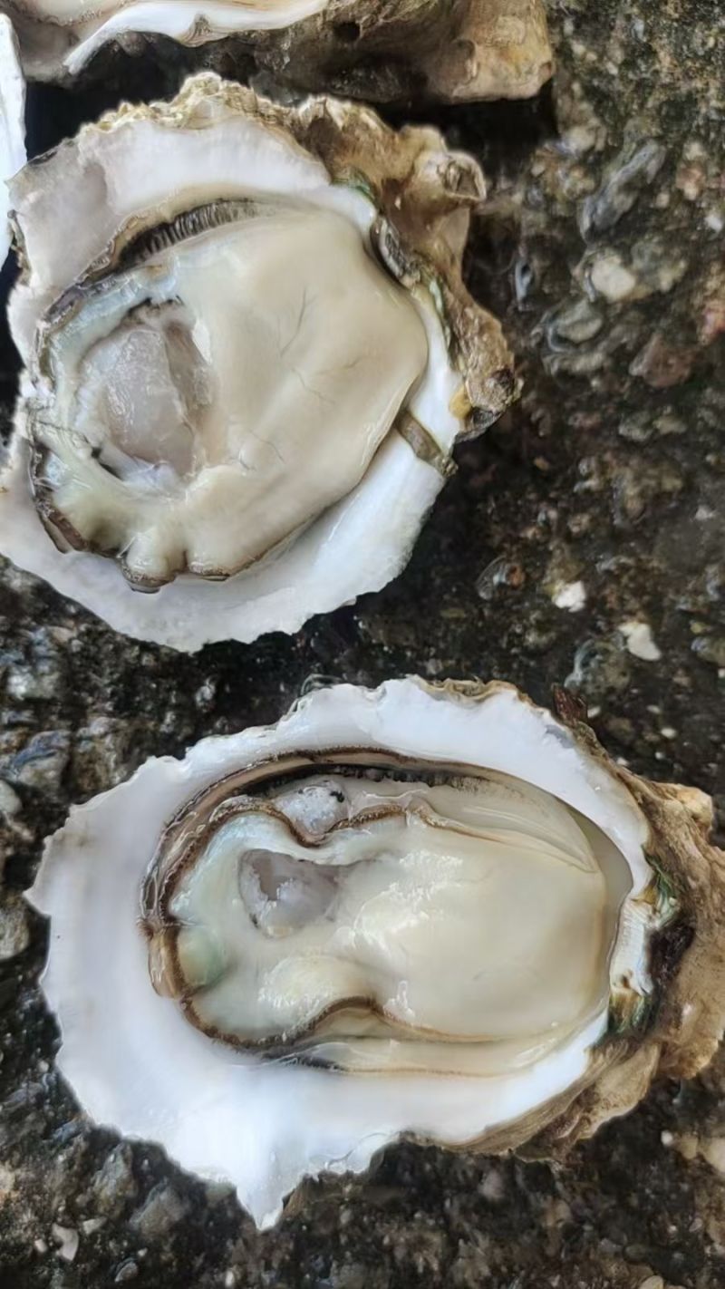 台山白蚝生长在台山市的黄茅海海域，一件代发。