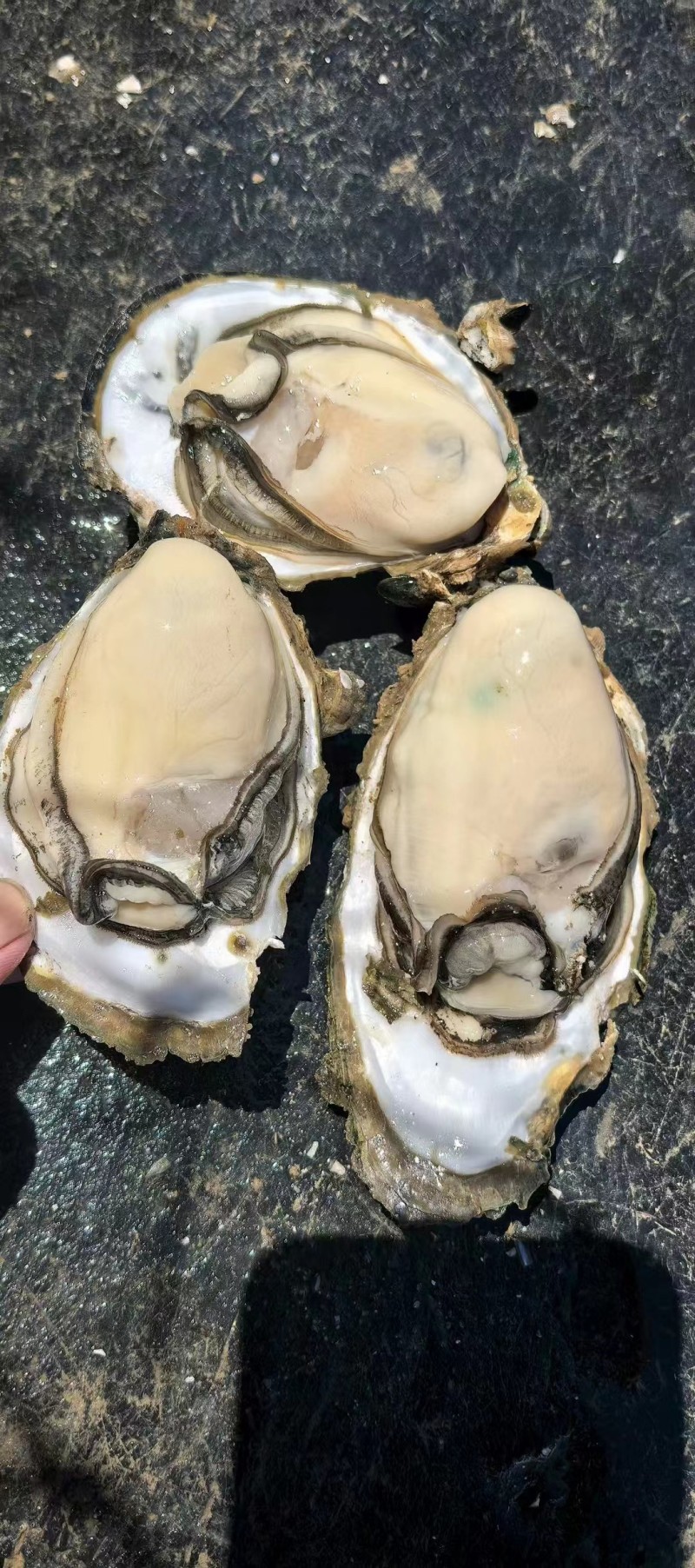 台山白蚝生长在台山市的黄茅海海域，一件代发。