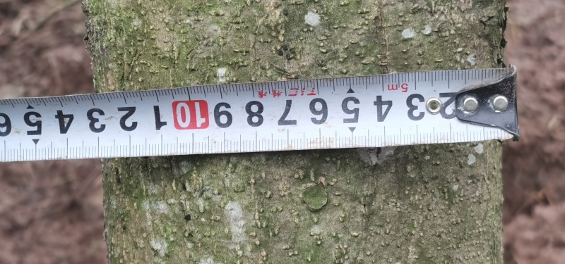 直径8-15厘米蓝花楹出售