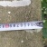 直径8-15厘米蓝花楹出售