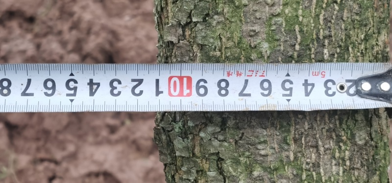 直径8-15厘米蓝花楹出售