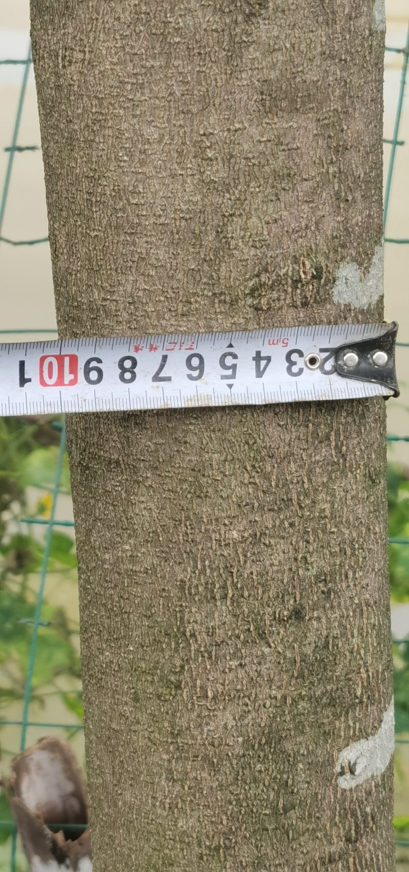 直径8-15厘米蓝花楹出售