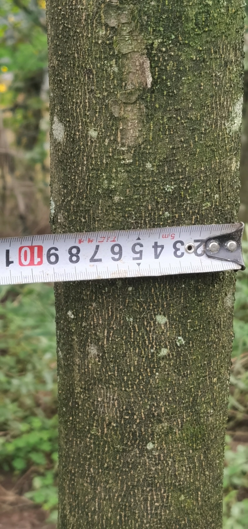 直径8-15厘米蓝花楹出售