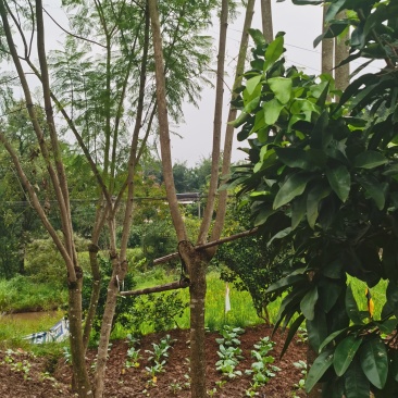 直径8-15厘米蓝花楹出售