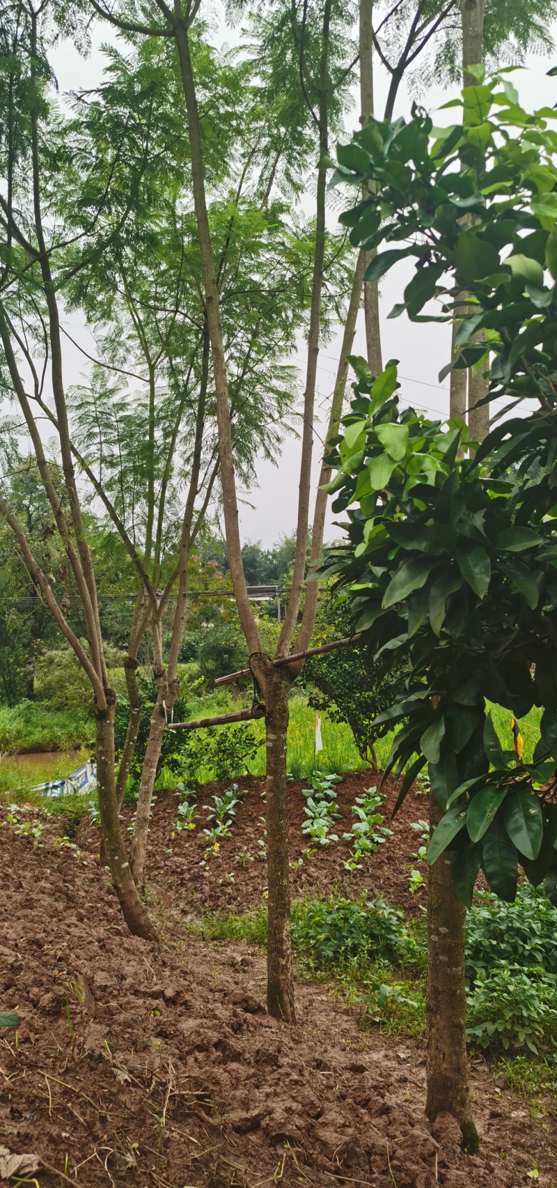 直径8-15厘米蓝花楹出售