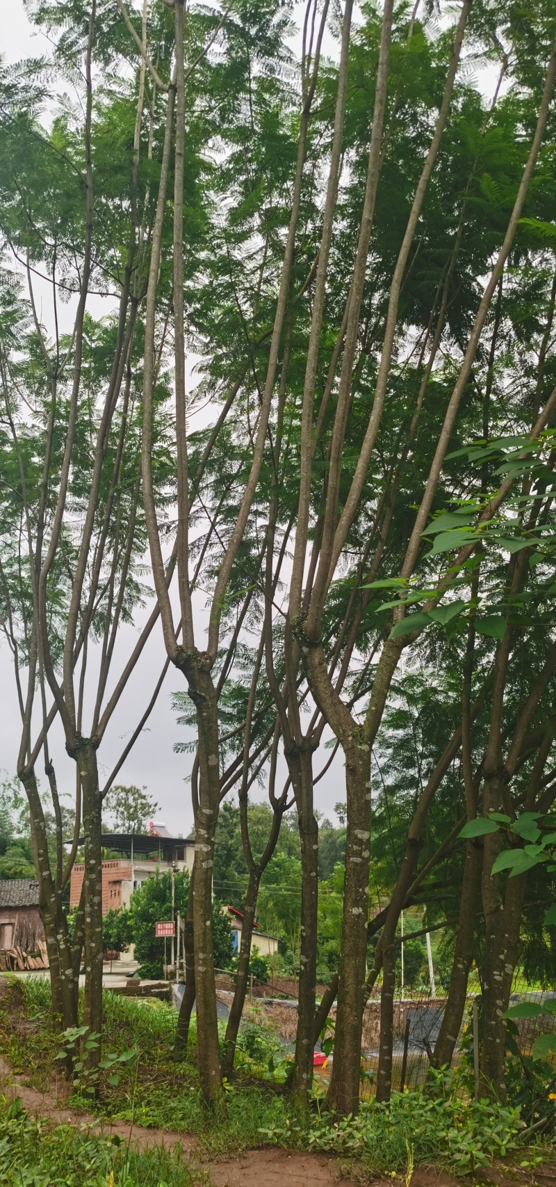 直径8-15厘米蓝花楹出售