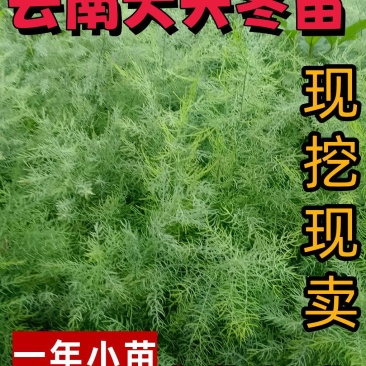 天冬苗