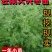 天冬苗