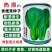 热浪青梗菜种子耐热耐湿速生小青菜种籽口感甜糯菜叶片多耐寒
