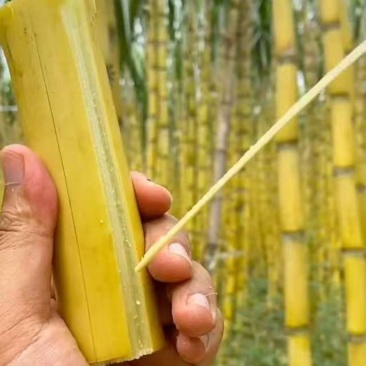 黄金甘蔗新鲜上市，产地发货，价格美丽，欢迎咨询