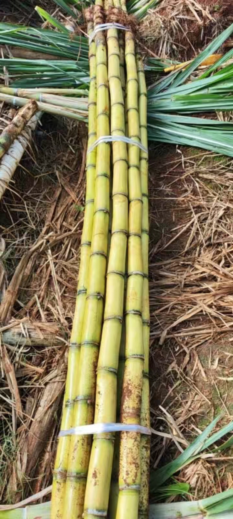 黄金甘蔗新鲜上市，产地发货，价格美丽，欢迎咨询