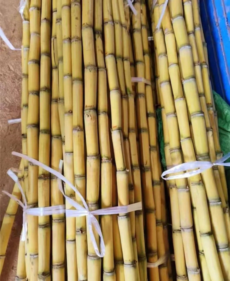 黄金甘蔗新鲜上市，产地发货，价格美丽，欢迎咨询