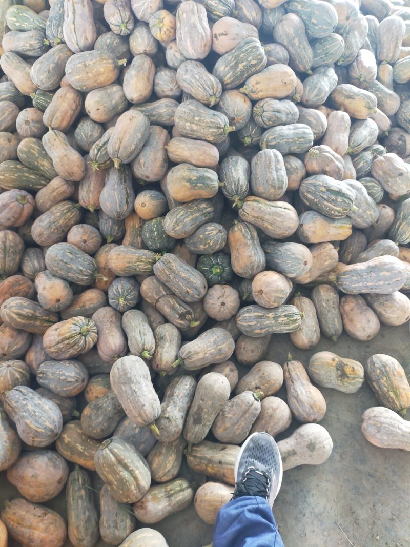 小金香南瓜，产地直发，大量有货，量大从优，可对接全国