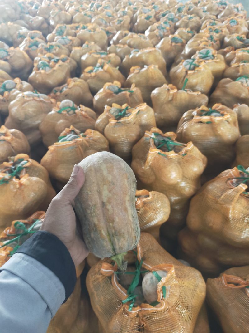 小金香南瓜，产地直发，大量有货，量大从优，可对接全国