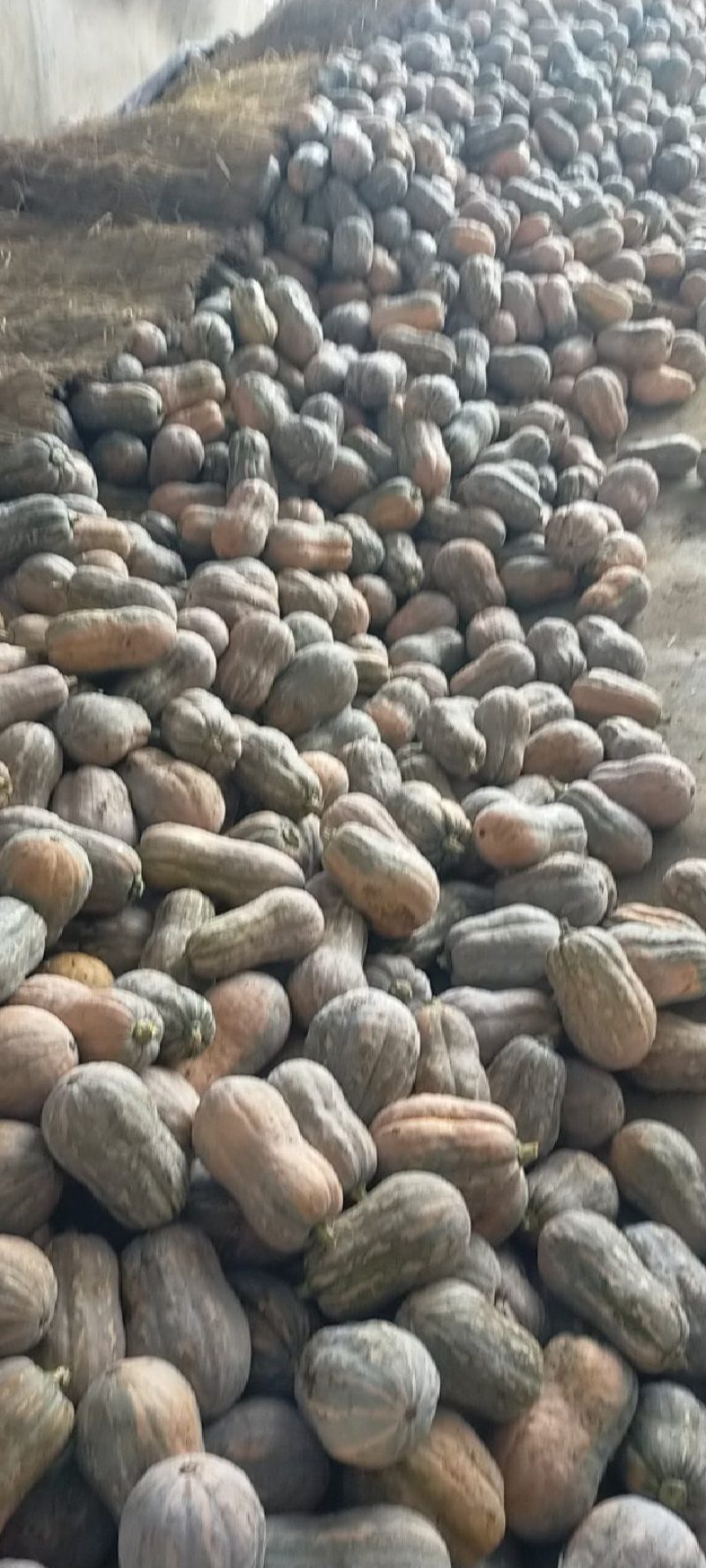 小金香南瓜，产地直发，大量有货，量大从优，可对接全国