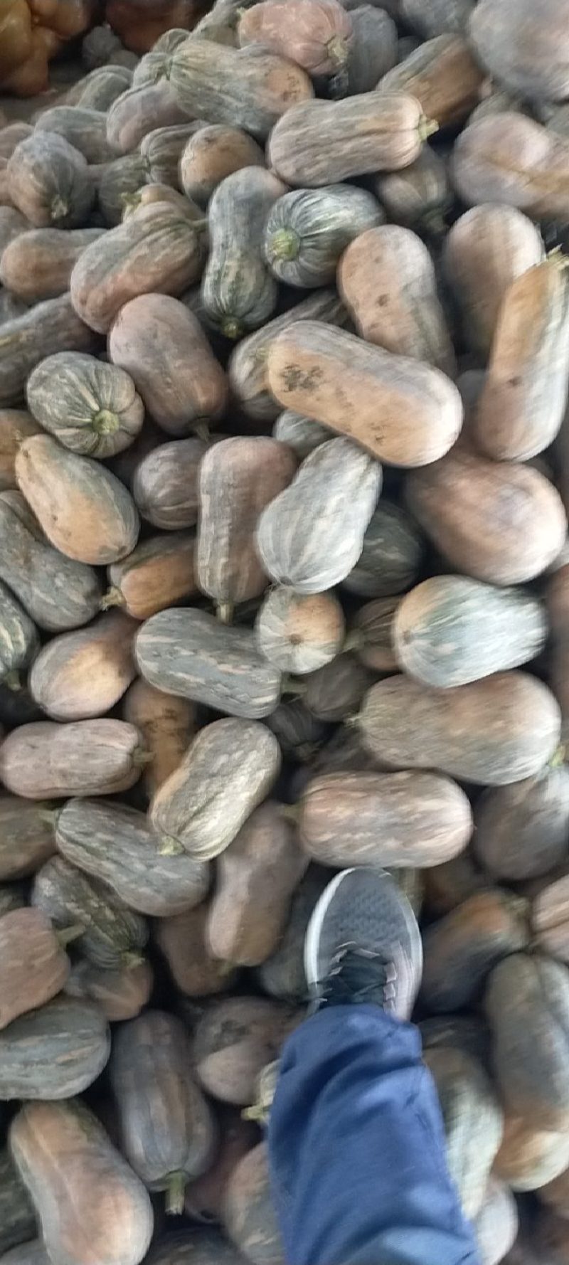 小金香南瓜，产地直发，大量有货，量大从优，可对接全国