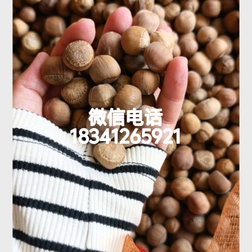 野生榛子自己家山上的榛子，上门自取***********