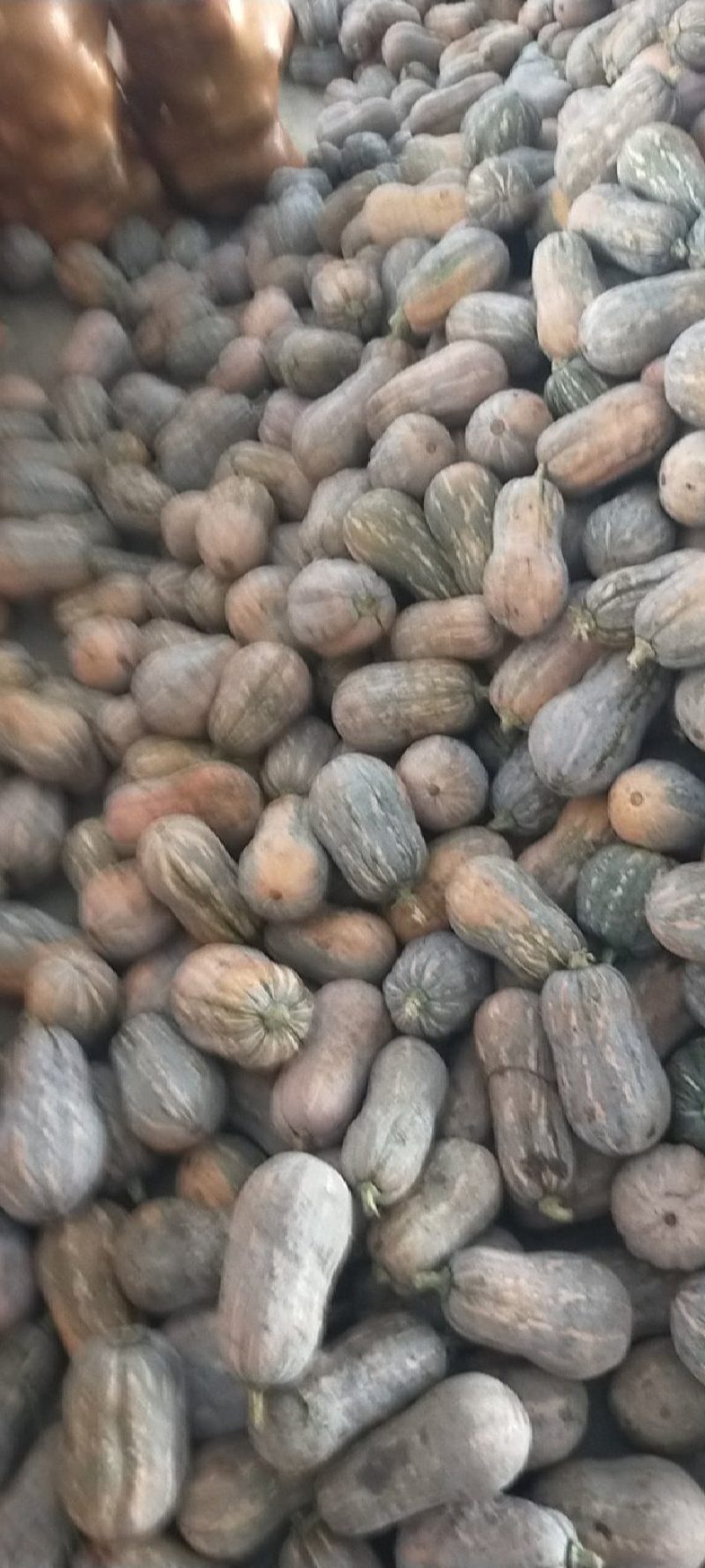 小金香南瓜，产地直发，大量有货，量大从优，可对接全国
