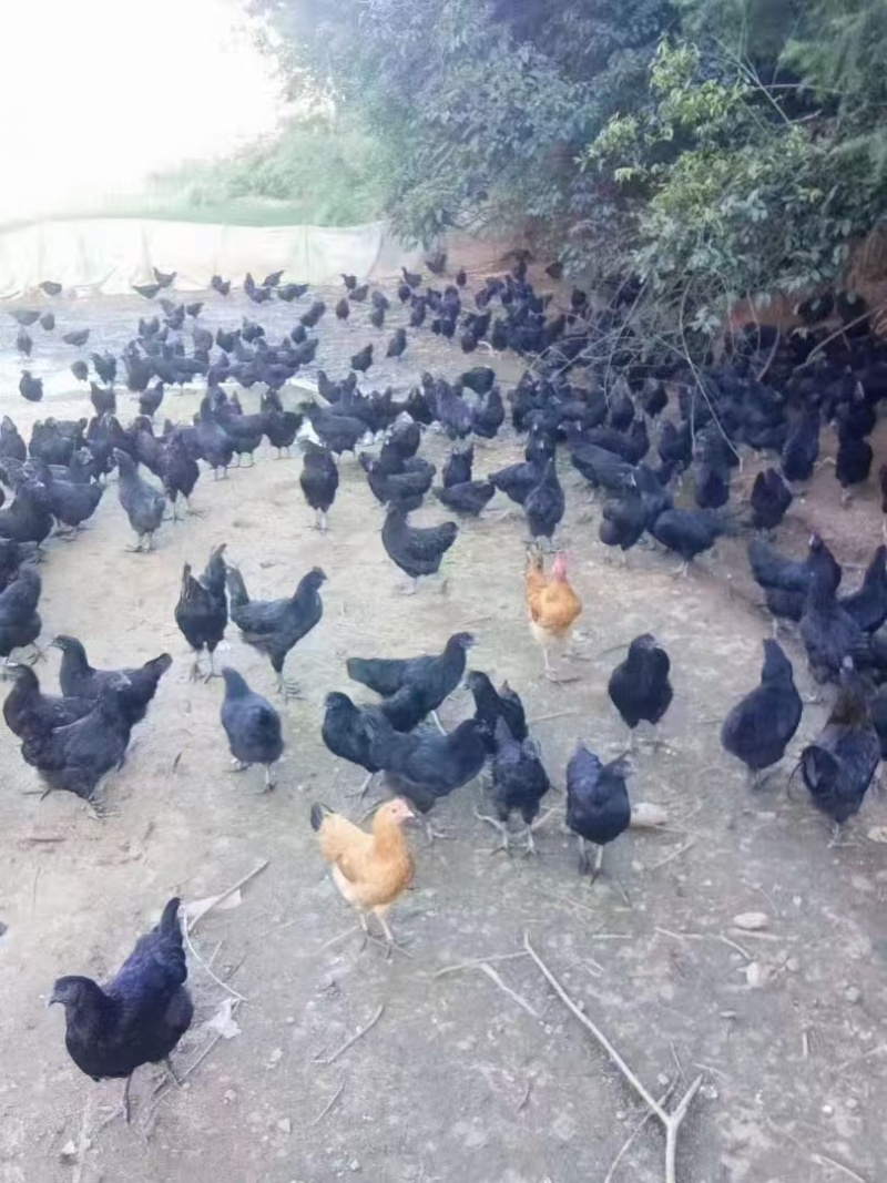 散养土鸡蛋
