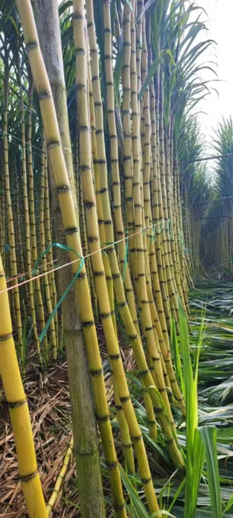 甘蔗，黄皮甘蔗黄金甘蔗大量上市，全国发货