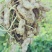 鲜花生大量上市一毛贷原装车快并有专业团队为你护航