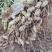 鲜花生大量上市一毛贷原装车快并有专业团队为你护航