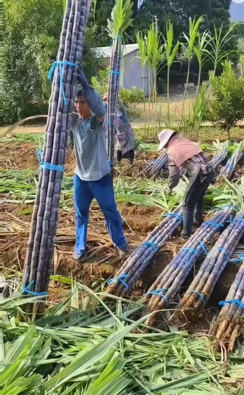 甘蔗，云南黑皮甘蔗大量上市，对接全国市场